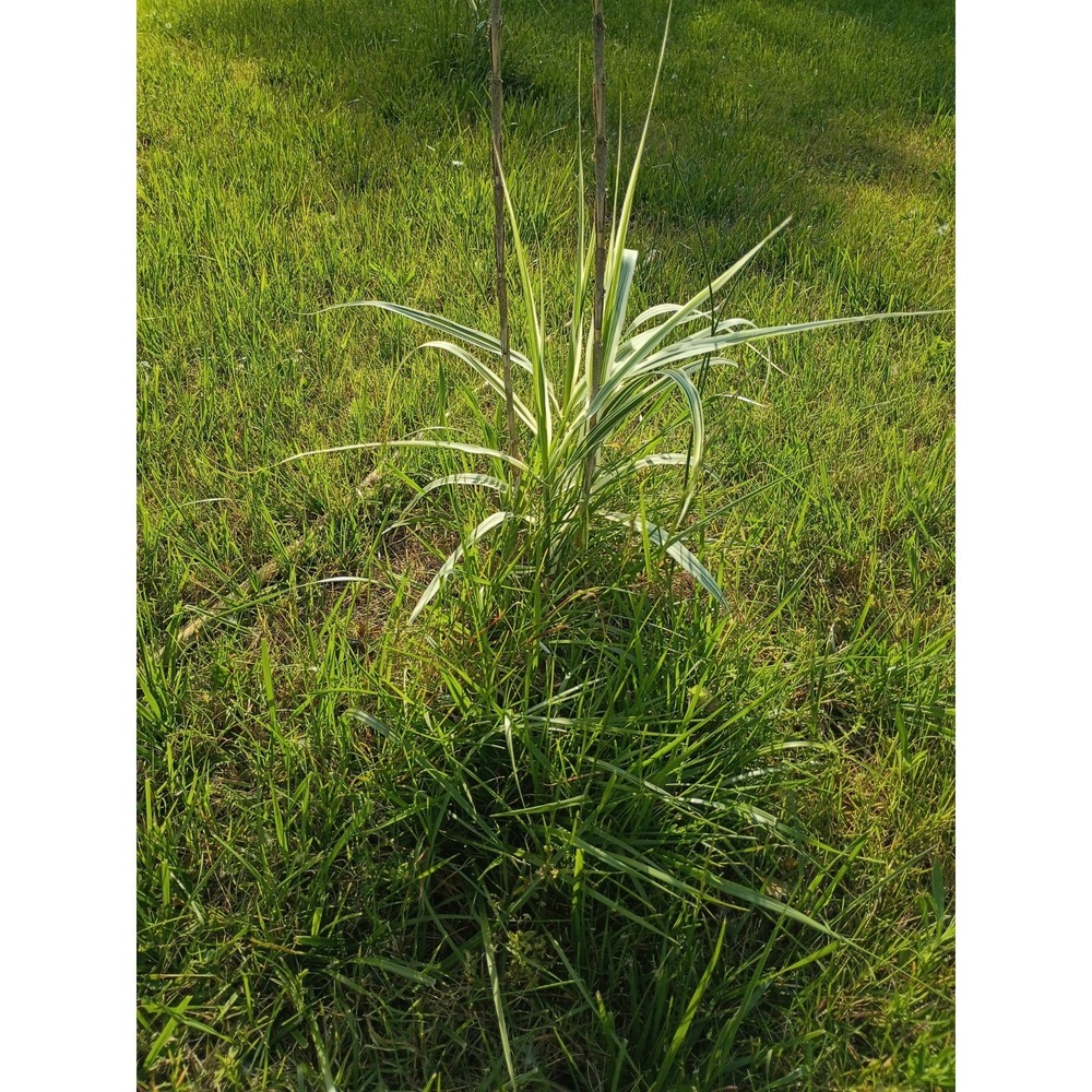 Variegated Giant Reed (Arundo donax‎ 'Variegata') Rhizome Zone 7a-10b